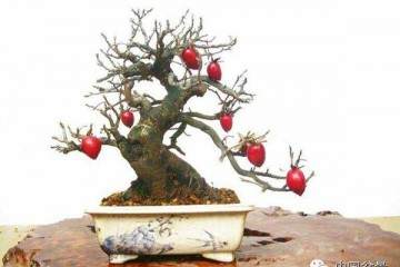 老鸦柿盆景怎么换土换盆的步骤 图片
