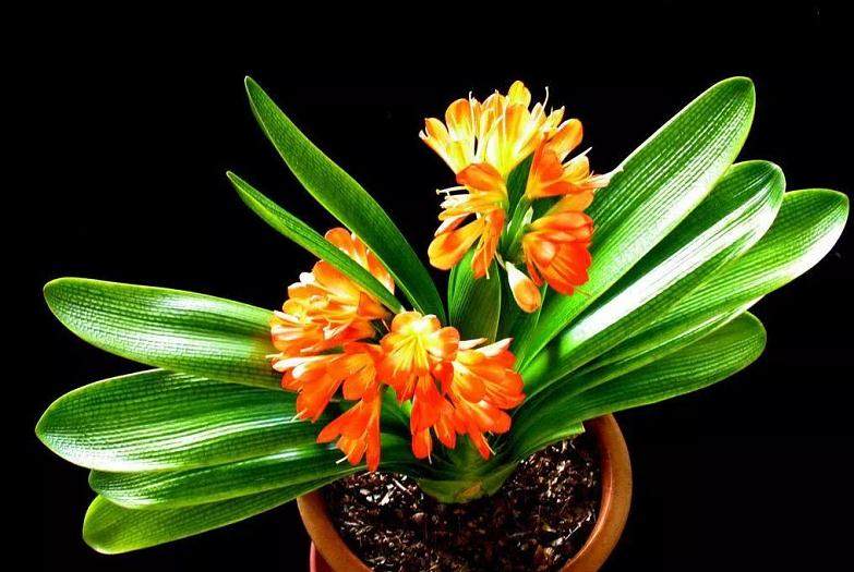 君子兰换土注意这几点 想养不好都难!