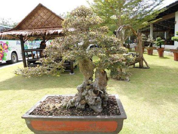 盆景的换盆时间、年限以及根系处理