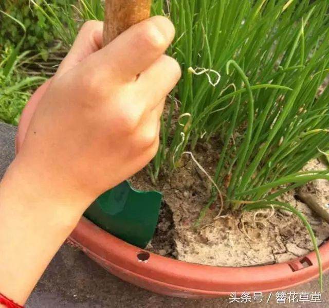 干货!养花土壤板结怎么办?不用松土换土