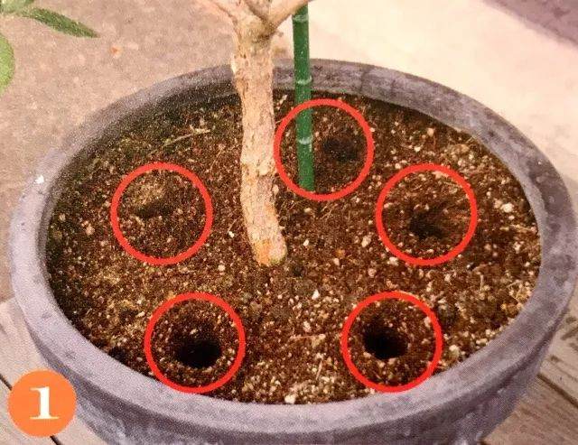 图解 给盆栽植物的换土全过程 图片