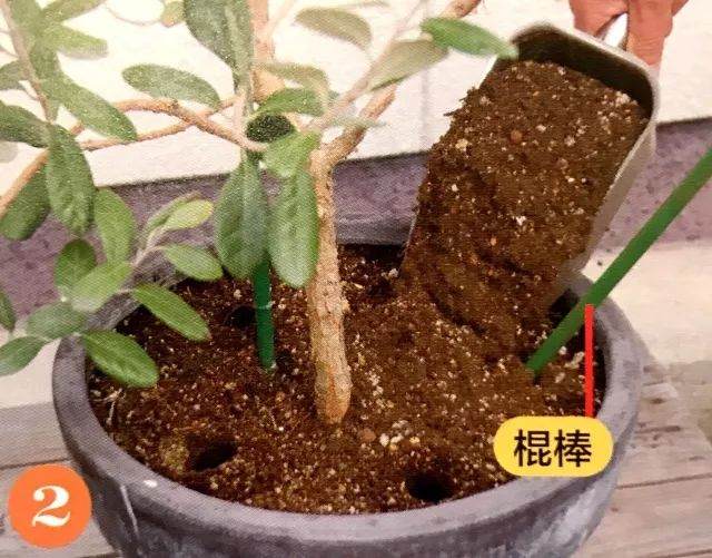 图解 给盆栽植物的换土全过程 图片