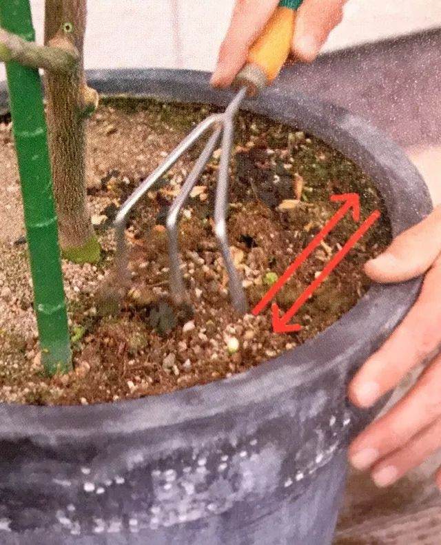 图解 给盆栽植物的换土全过程 图片
