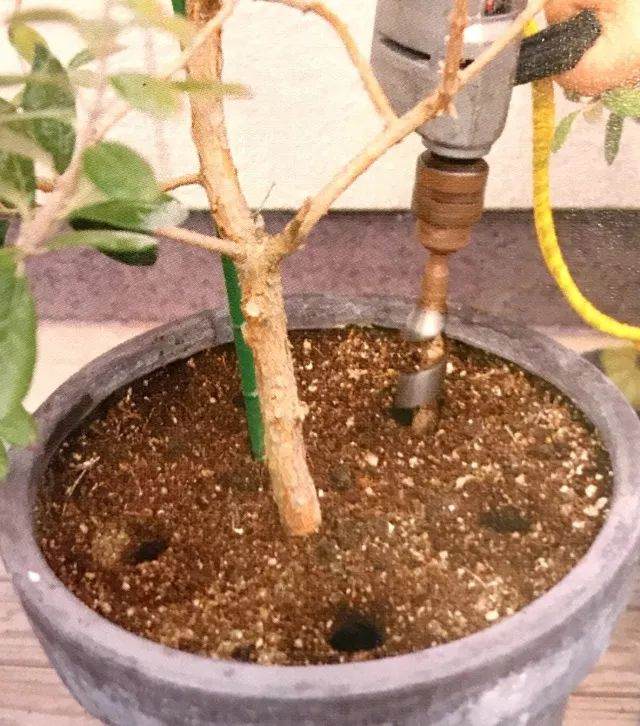 图解 给盆栽植物的换土全过程 图片