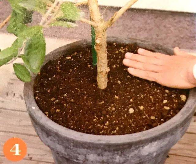 图解 给盆栽植物的换土全过程 图片