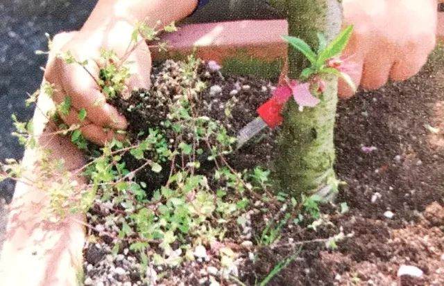 图解 给盆栽植物的换土全过程 图片