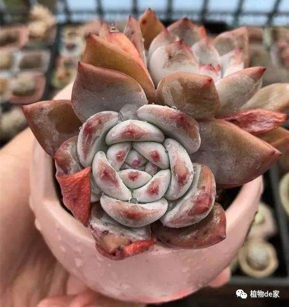 春天多肉换土 几个配土方案早给你备好了