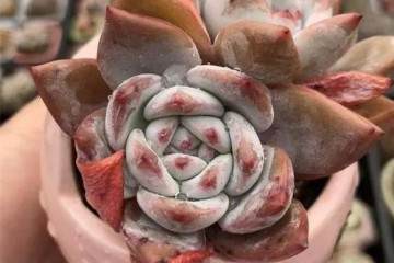 春天多肉换土 几个配土方案早给你备好了