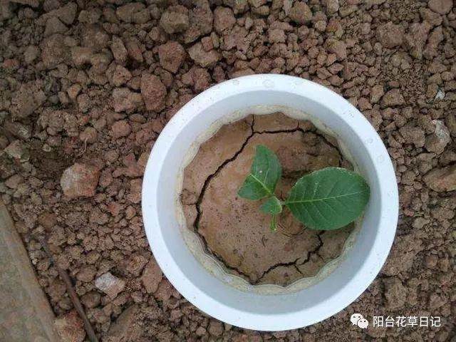 花盆土壤板结不必再换土！花店老板教你一招