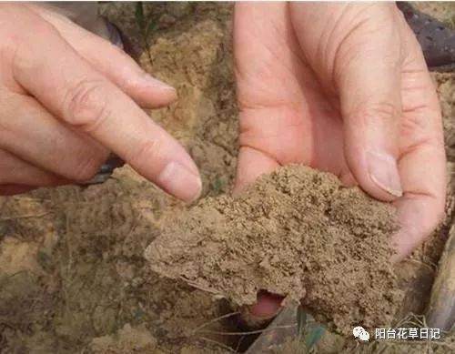 花盆土壤板结不必再换土！花店老板教你一招