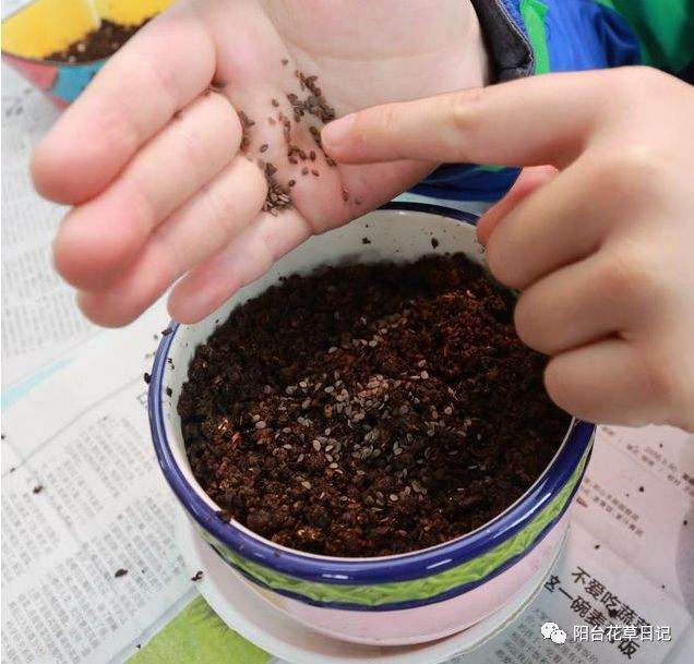 花盆土壤板结不必再换土 花店老板教你一招