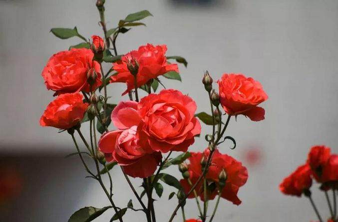 怎么把握月季花的换盆时间?