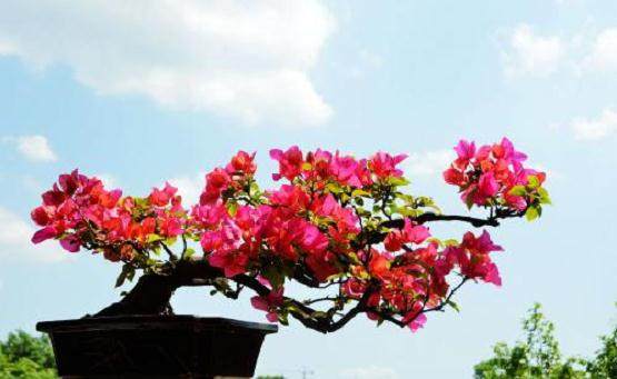 三角梅盆景需要每年换土换盆么?