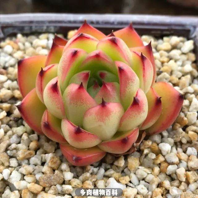 秋季长假你给多肉翻盆换土修根了吗