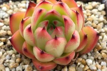 秋季长假你给多肉翻盆换土修根了吗