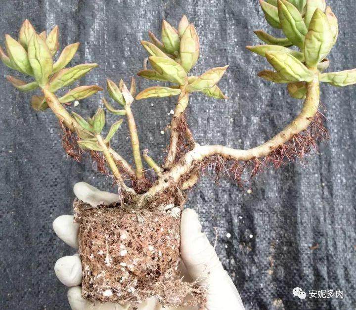 入秋必修课 多肉换土 修根知多少