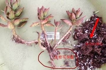 入秋必修课 多肉换土 修根知多少