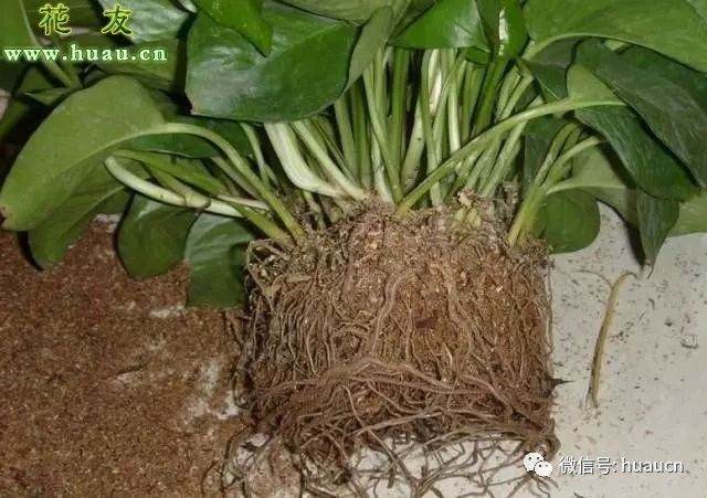 绿萝该怎么换盆换土?