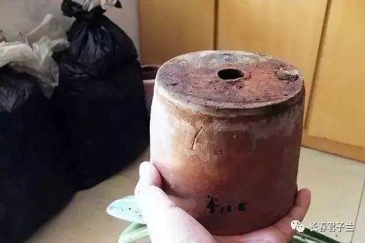 最详细的君子兰换土操作 图片