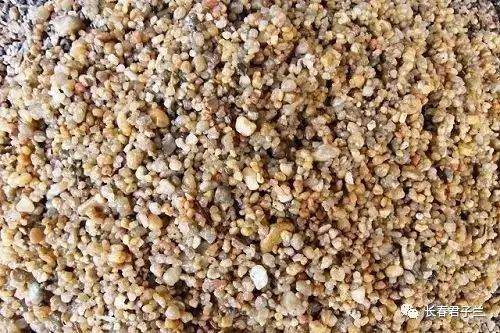 最详细的君子兰换土操作 图片