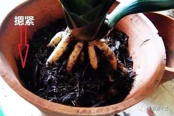 最详细的君子兰换土操作 图片