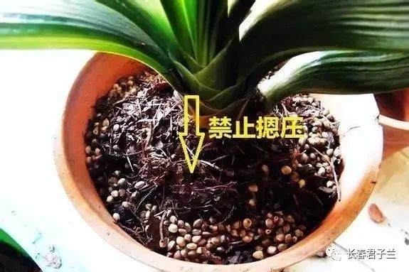 最详细的君子兰换土操作 图片