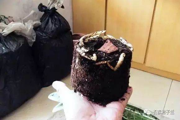 最详细的君子兰换土操作 图片