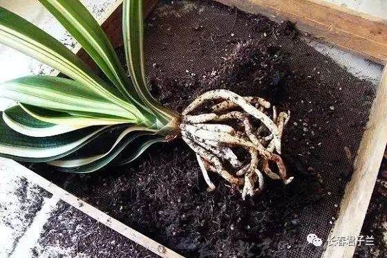 最详细的君子兰换土操作 图片