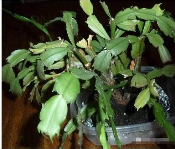 一年都不给蟹爪兰换盆土 怪不得它叶薄还不开花!