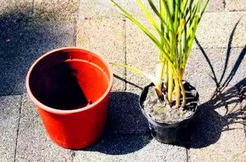 怎么样给花换盆换土?3个注意事项