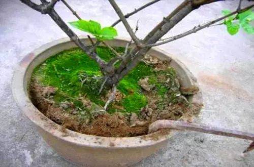 怎么样给花换盆换土?3个注意事项