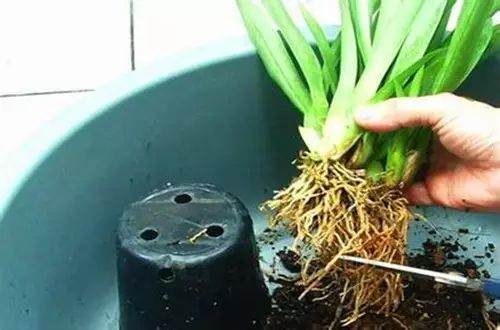 怎么样给花换盆换土?3个注意事项