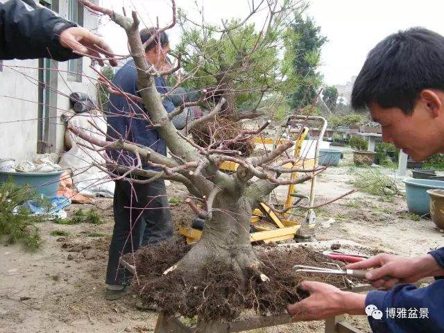 图解 盆景怎么换盆换土的技巧