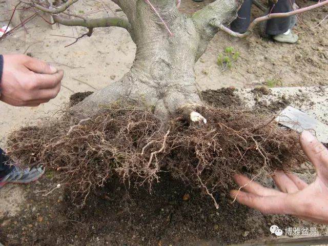 图解 盆景怎么换盆换土的技巧