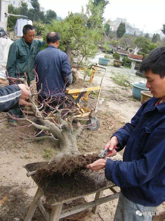 图解 盆景怎么换盆换土的技巧