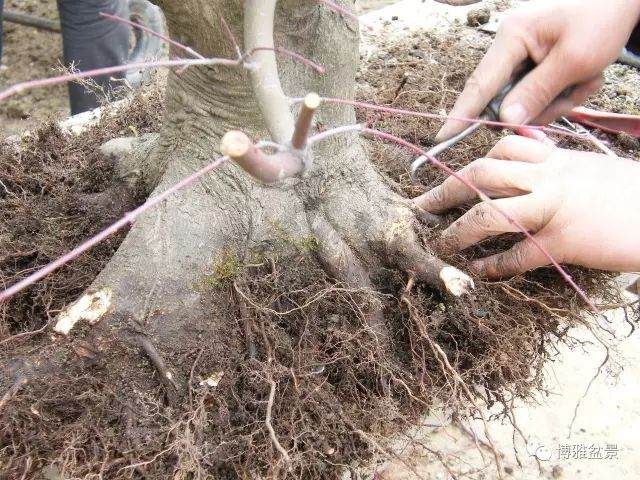 图解 盆景怎么换盆换土的技巧