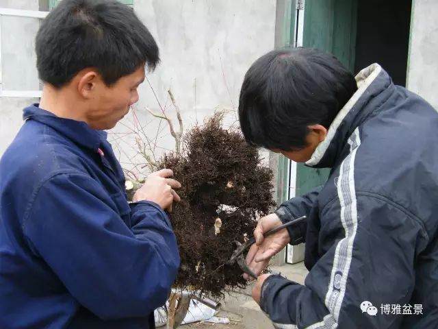 图解 盆景怎么换盆换土的技巧