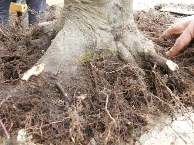 图解 盆景怎么换盆换土的技巧