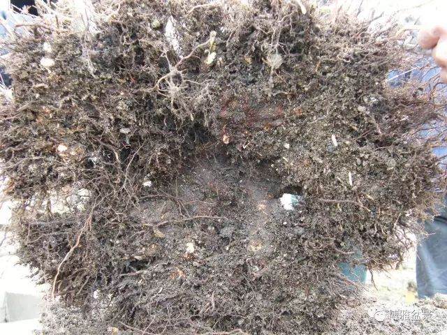 图解 盆景怎么换盆换土的技巧