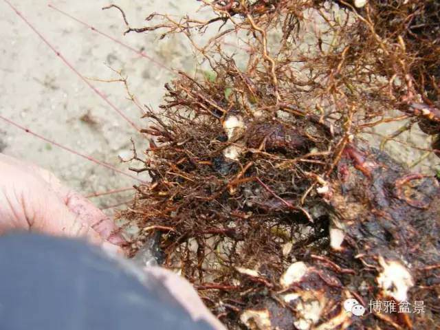 图解 盆景怎么换盆换土的技巧