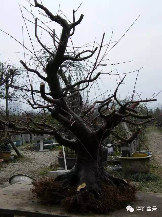 图解 盆景怎么换盆换土的技巧