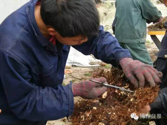 图解 盆景怎么换盆换土的技巧