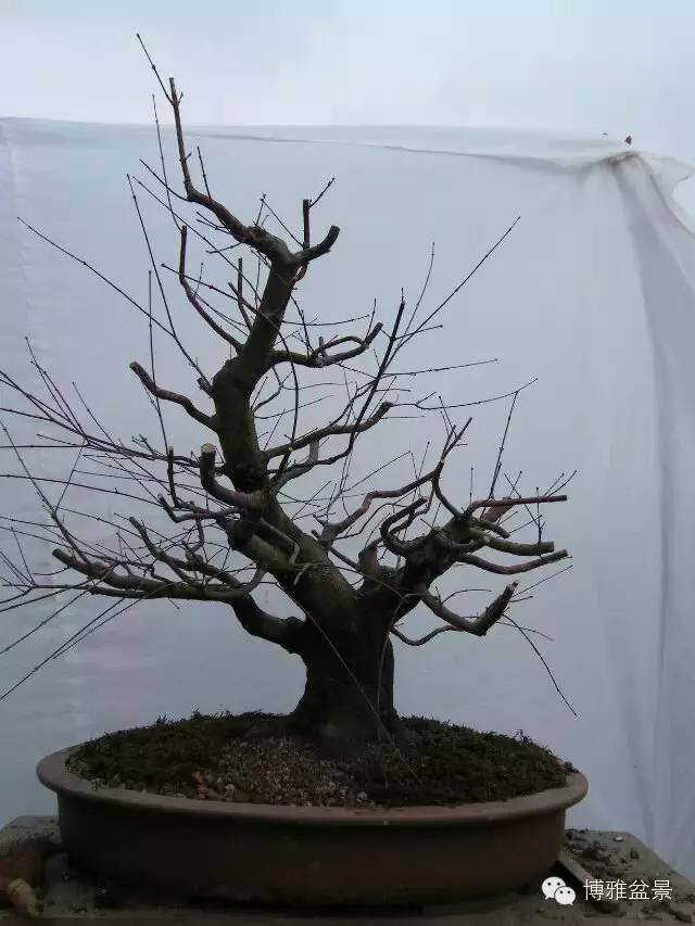 图解 盆景怎么换盆换土的技巧