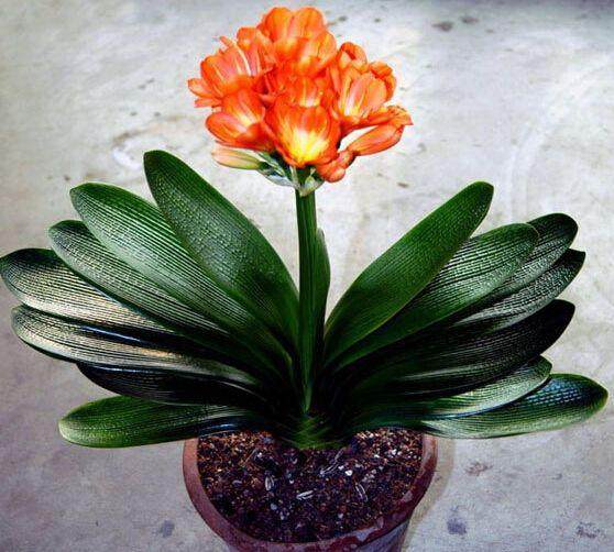 君子兰换盆换土后什么时间浇水好?