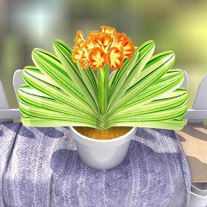 为什么君子兰一年要换两次土?