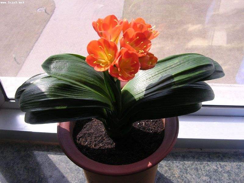 君子兰换盆 换土让你的花迅速生长 图片