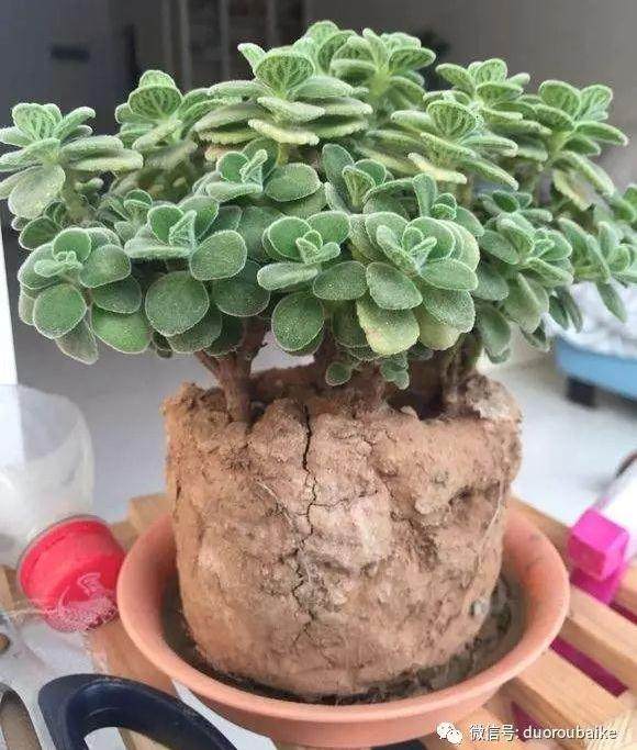 你的多肉需要翻盆换土吗?