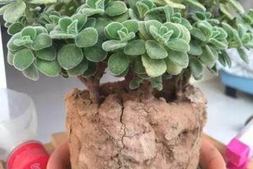 多肉怎么翻盆换土的方法 图片