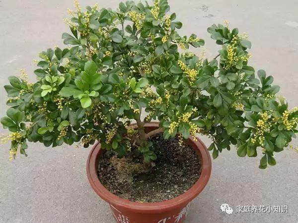 养花用它 花卉上肥了 翻盆换土都省了