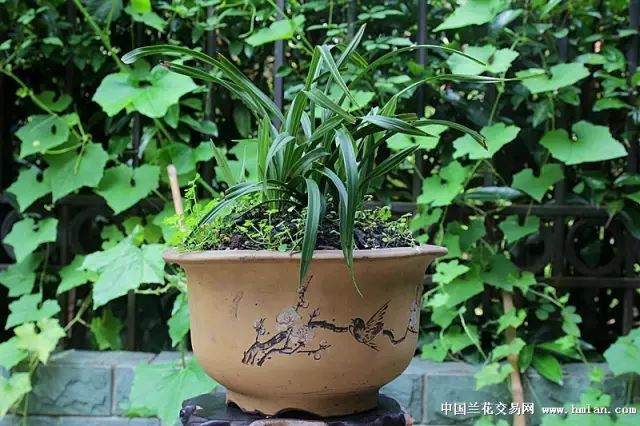 花卉种养心得 - 大富贵换土实验